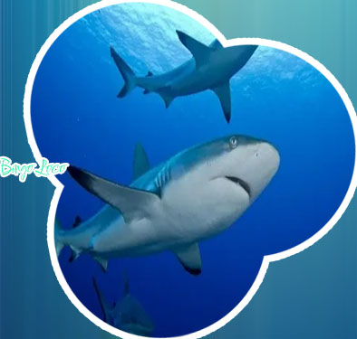 Southport sharks bingo
